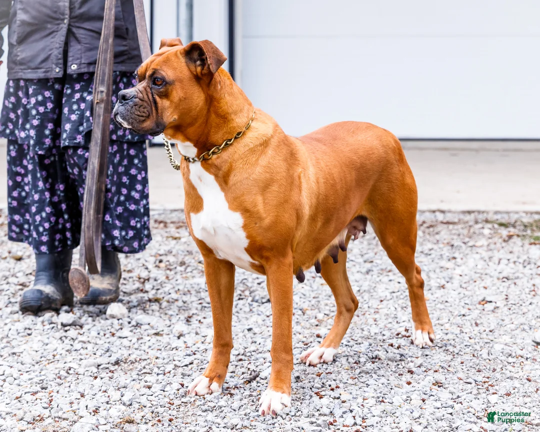 Boxer dogs for sale: Seneca - Ad 7