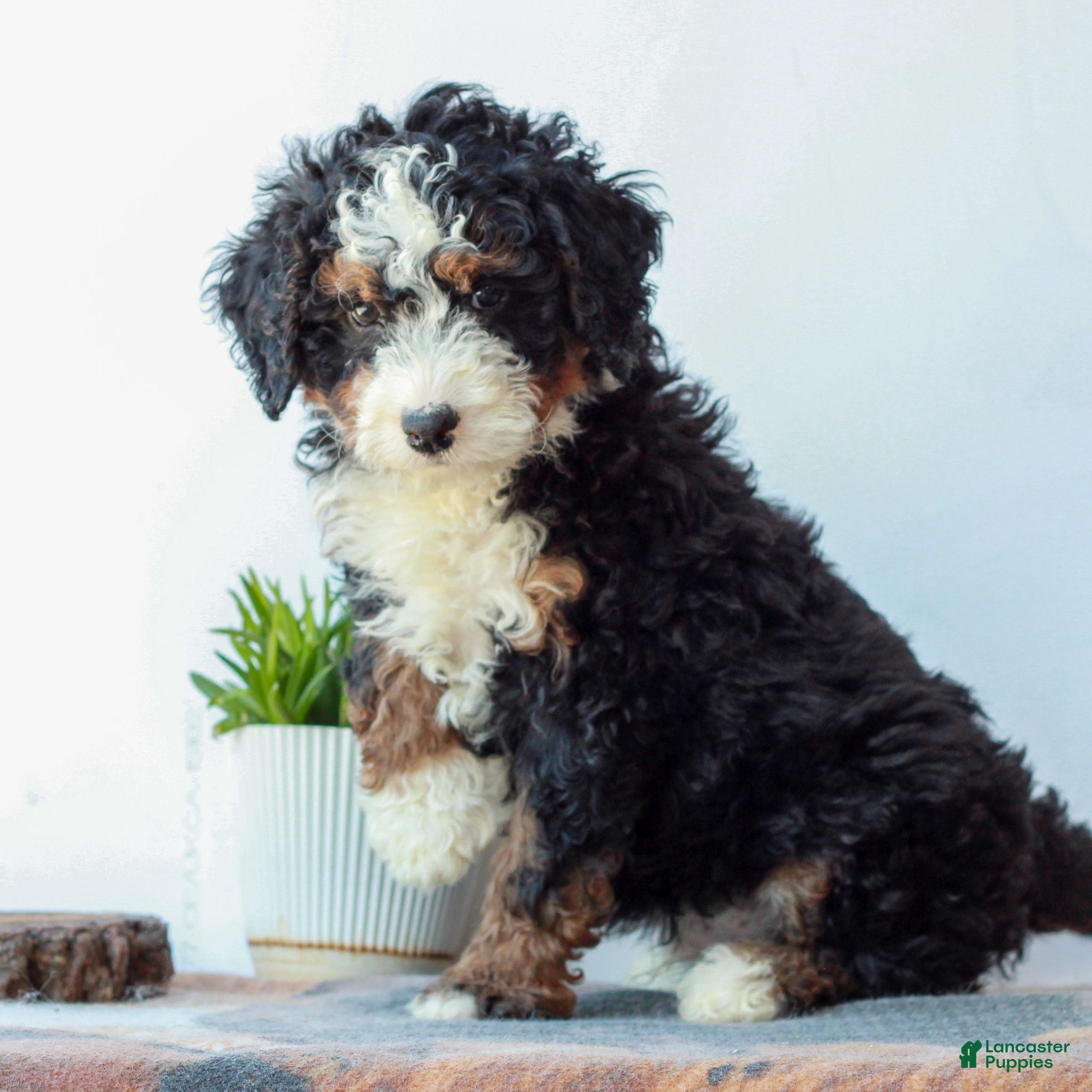 Mini Bernedoodle dogs Dixon  - Ad 2