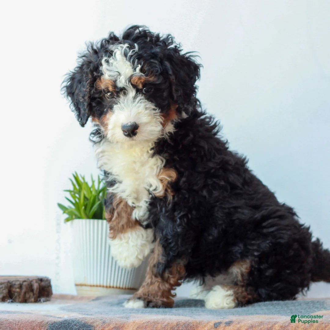Mini Bernedoodle dogs for sale: Dixon  - Ad 2
