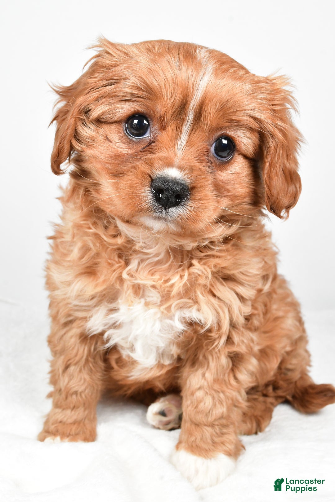 Cavapoo dogs for sale: Pearl f one b - Ad 7