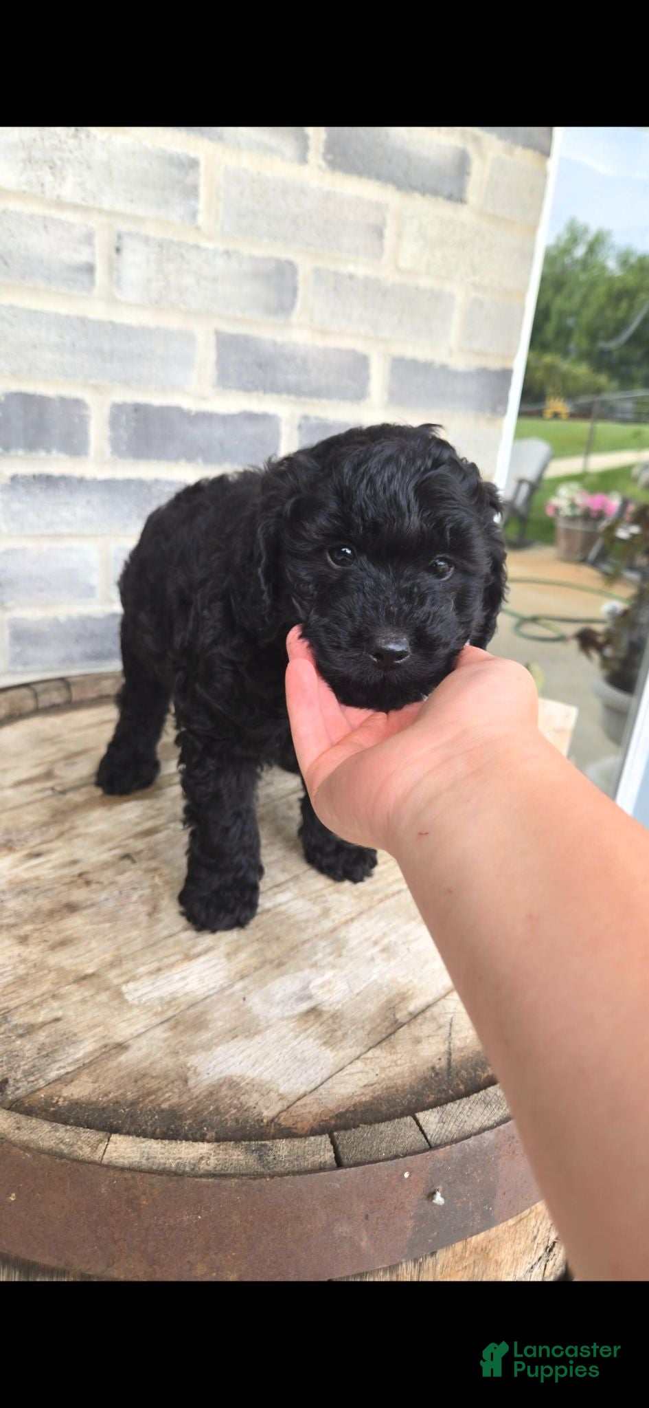 Mini Bernedoodle dogs Mini Bernedoodle 3 - Ad 1
