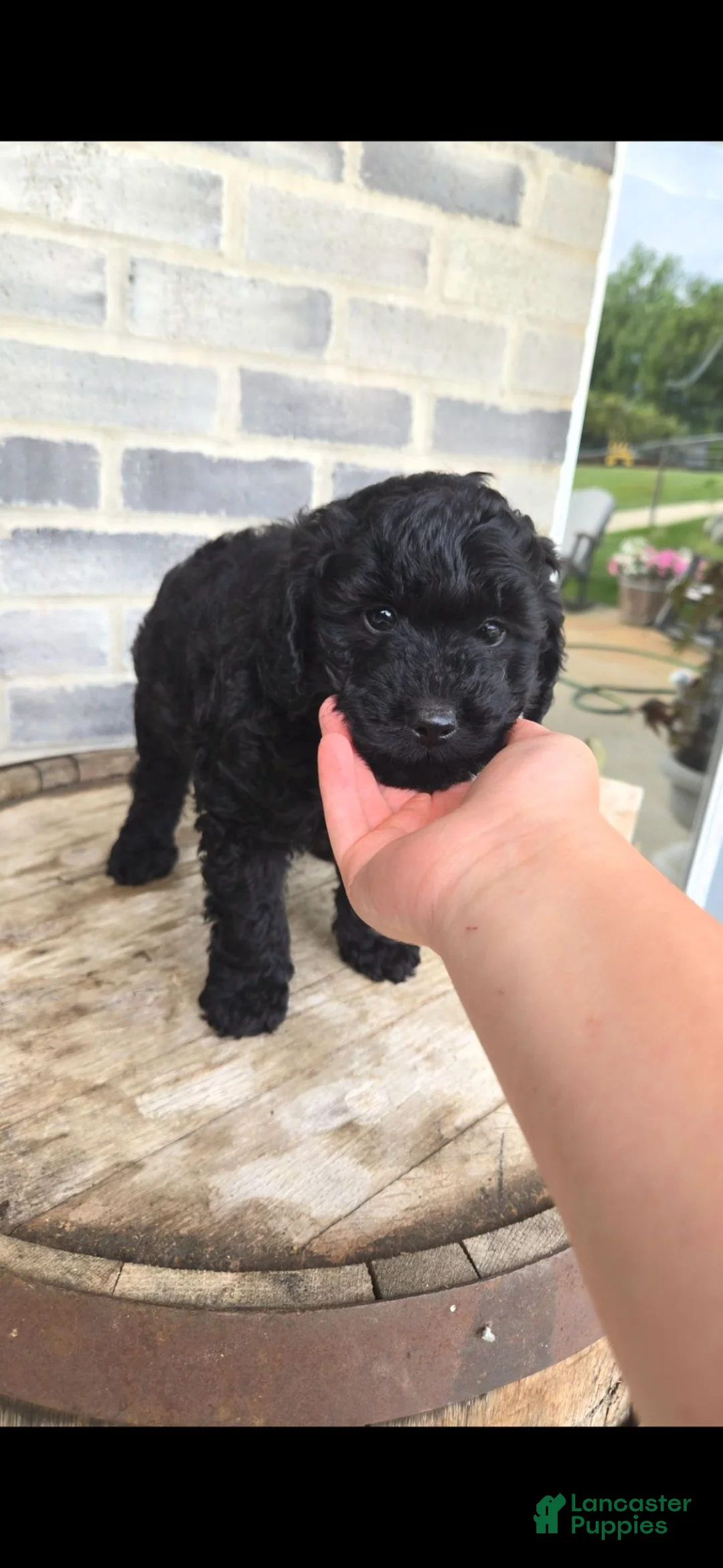 Mini Bernedoodle dogs for sale: Mini Bernedoodle 3 - Ad 1