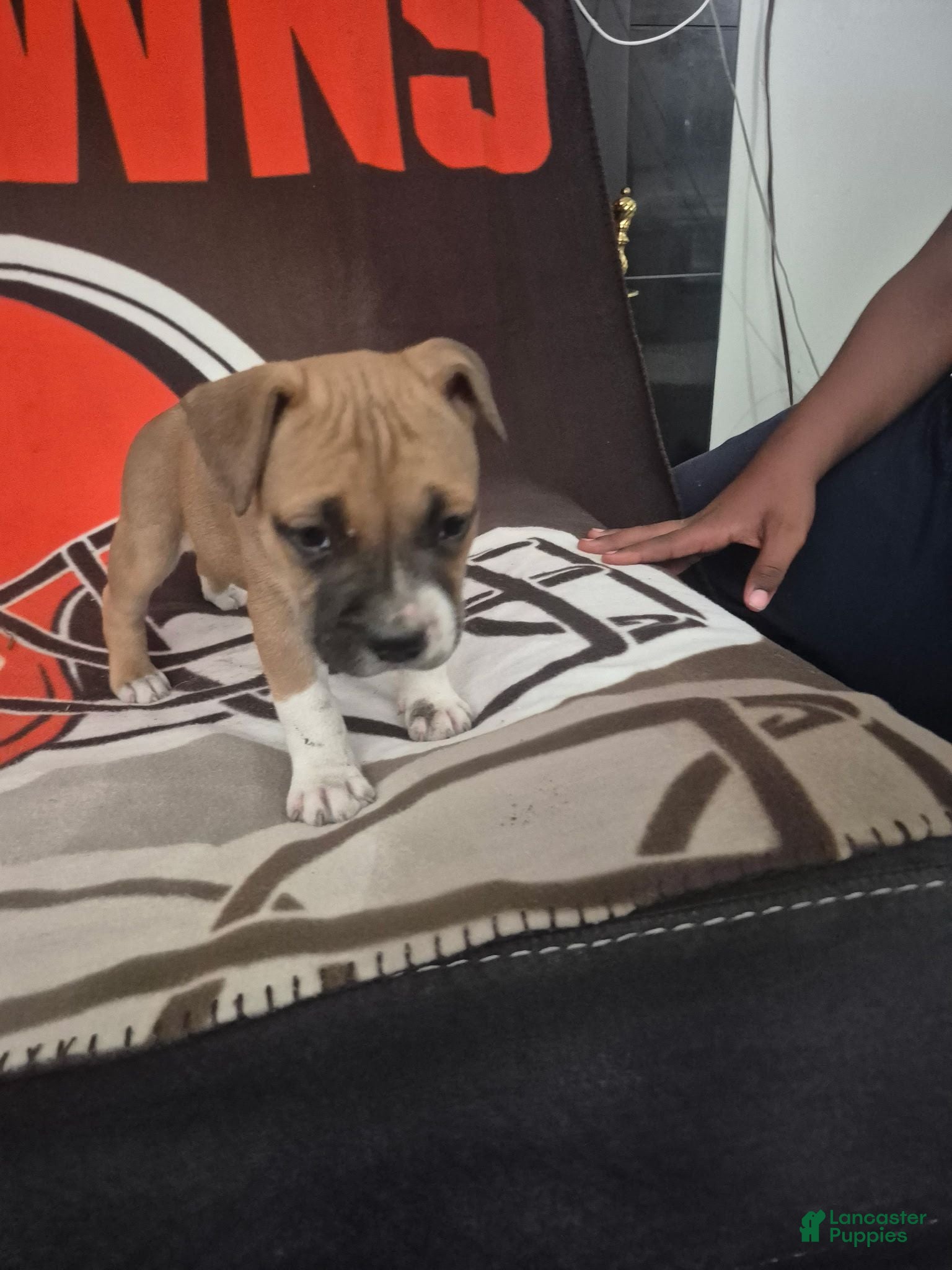 American Pit Bull Terrier dogs American Pit Bull Terrier 6 - Ad 31