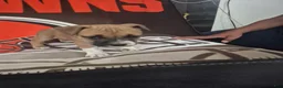 American Pit Bull Terrier dogs for sale: American Pit Bull Terrier 6 - Ad 1