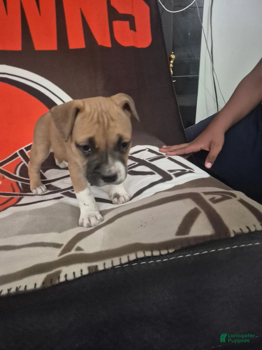 American Pit Bull Terrier dogs for sale: American Pit Bull Terrier 6 - Ad 1