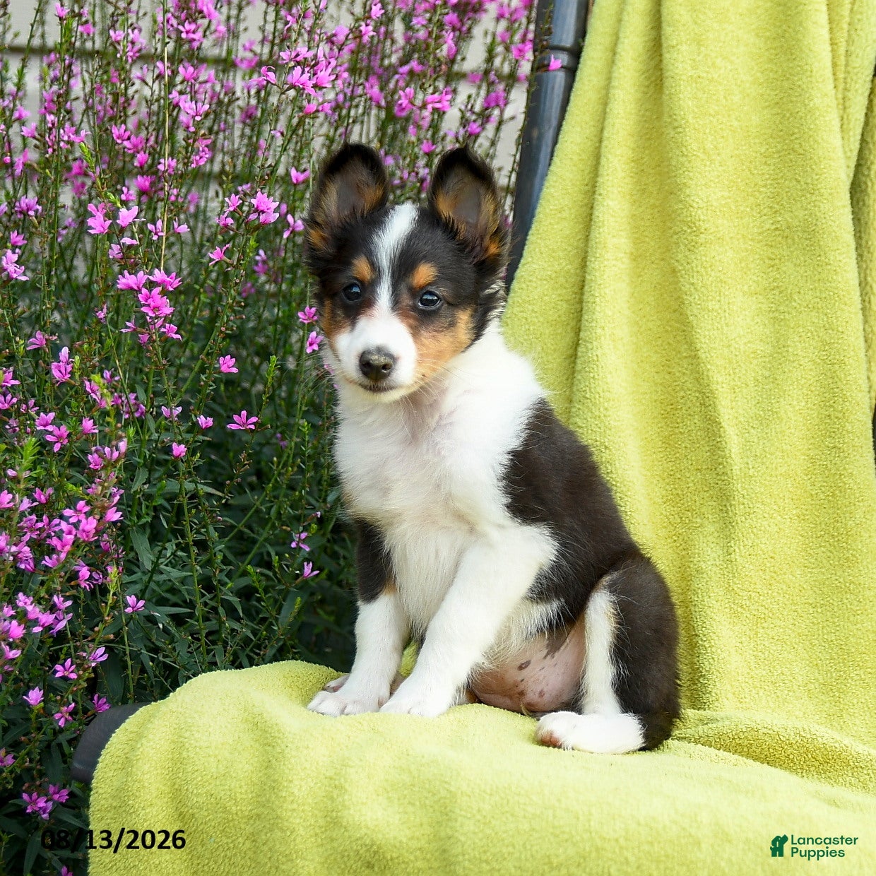 Shetland Sheepdog dogs Starla - Ad 2