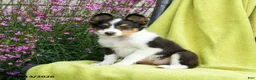 Shetland Sheepdog dogs for sale: Starla - Ad 2