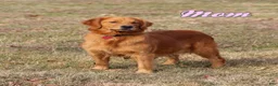 Golden Retriever dogs for sale: Duke - Ad 7