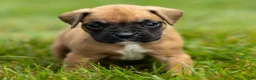Boxer dogs for sale: Ninja Boxer  - Ad 4