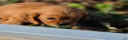 Cavalier King Charles Spaniel dogs for sale: Cavalier King Charles Spaniel 2 - Ad 21