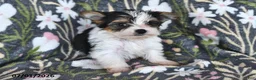 Mixed Breed dogs for sale: Ruby - Ad 4