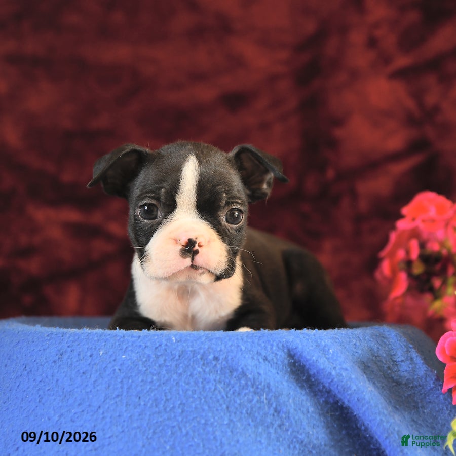 Boston Terrier dogs Chester - Ad 2