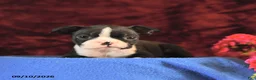 Boston Terrier dogs for sale: Chester - Ad 2
