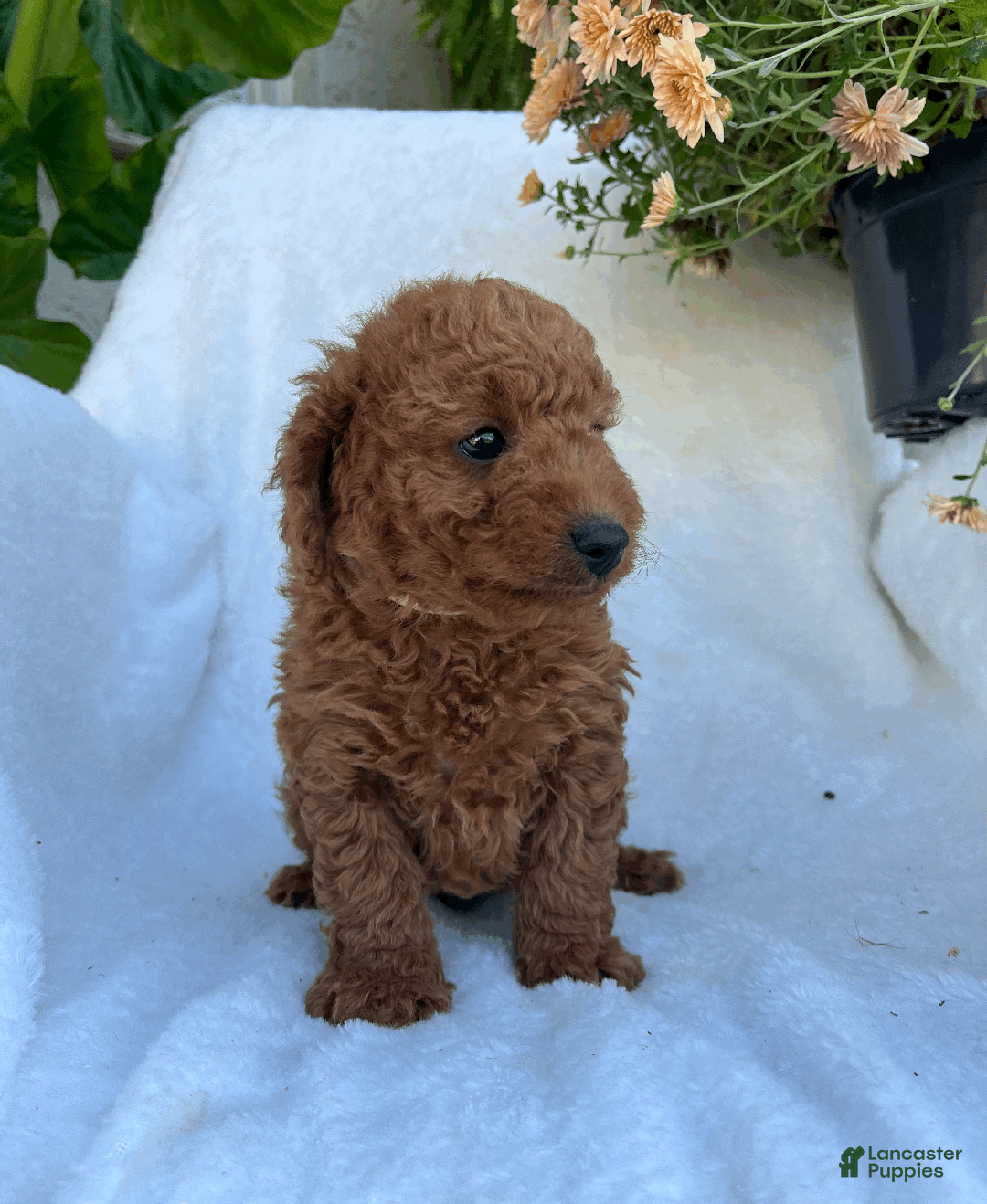 Goldendoodle dogs for sale: Rex - Ad 2