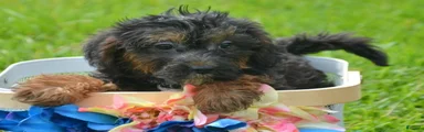 Yorkiepoo Patrick