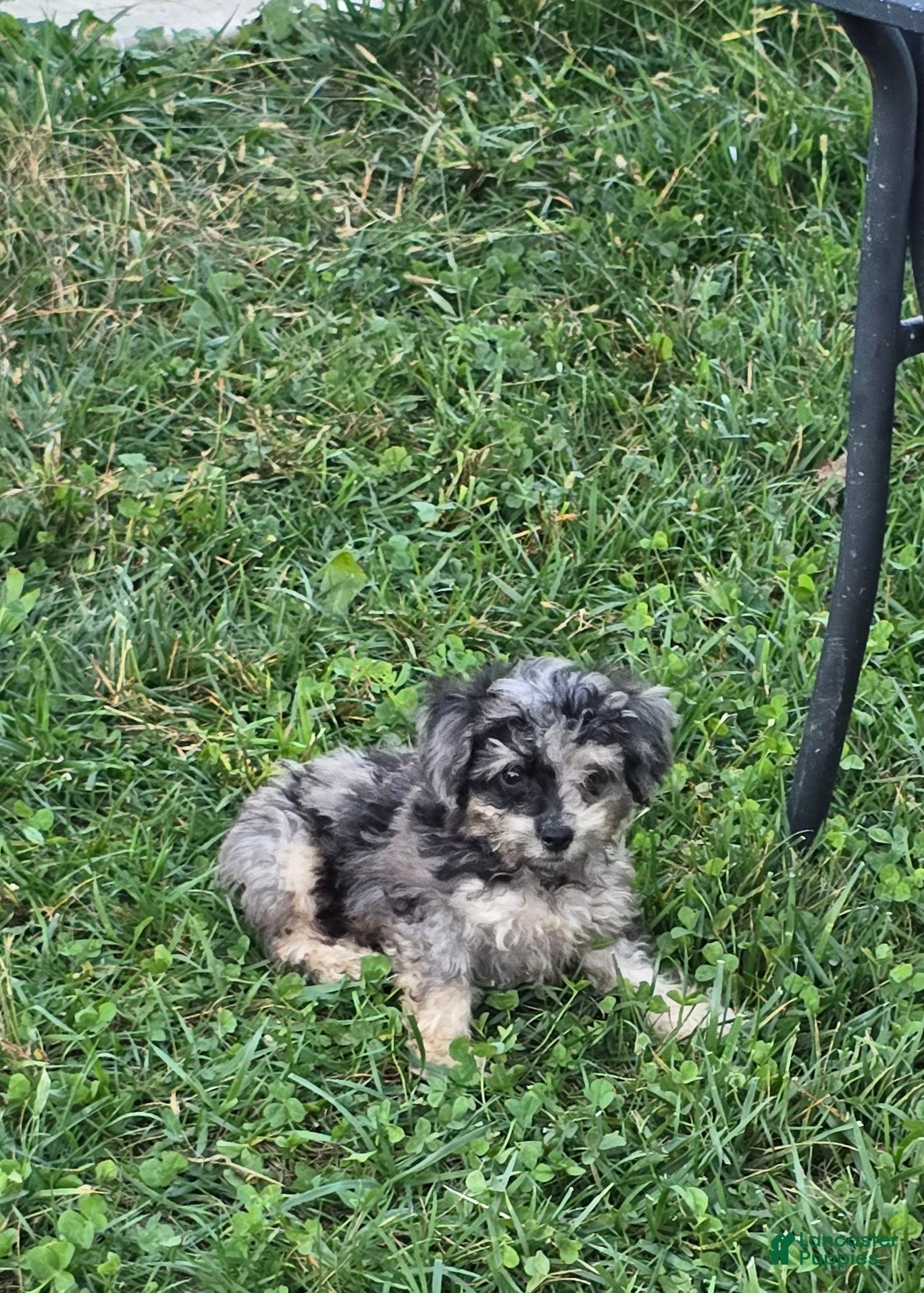 Toy Poodle dogs Gizmo - Ad 1