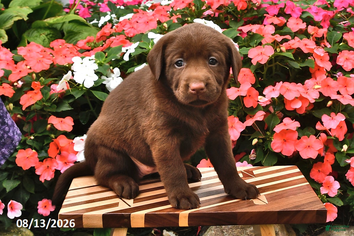 Labrador Retriever dogs Annabelle - Ad 2