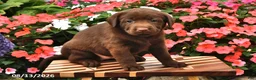 Labrador Retriever dogs for sale: Annabelle - Ad 2