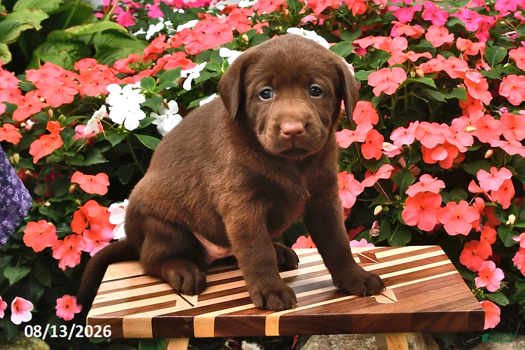 Labrador Retriever dogs for sale: Annabelle - Ad 2