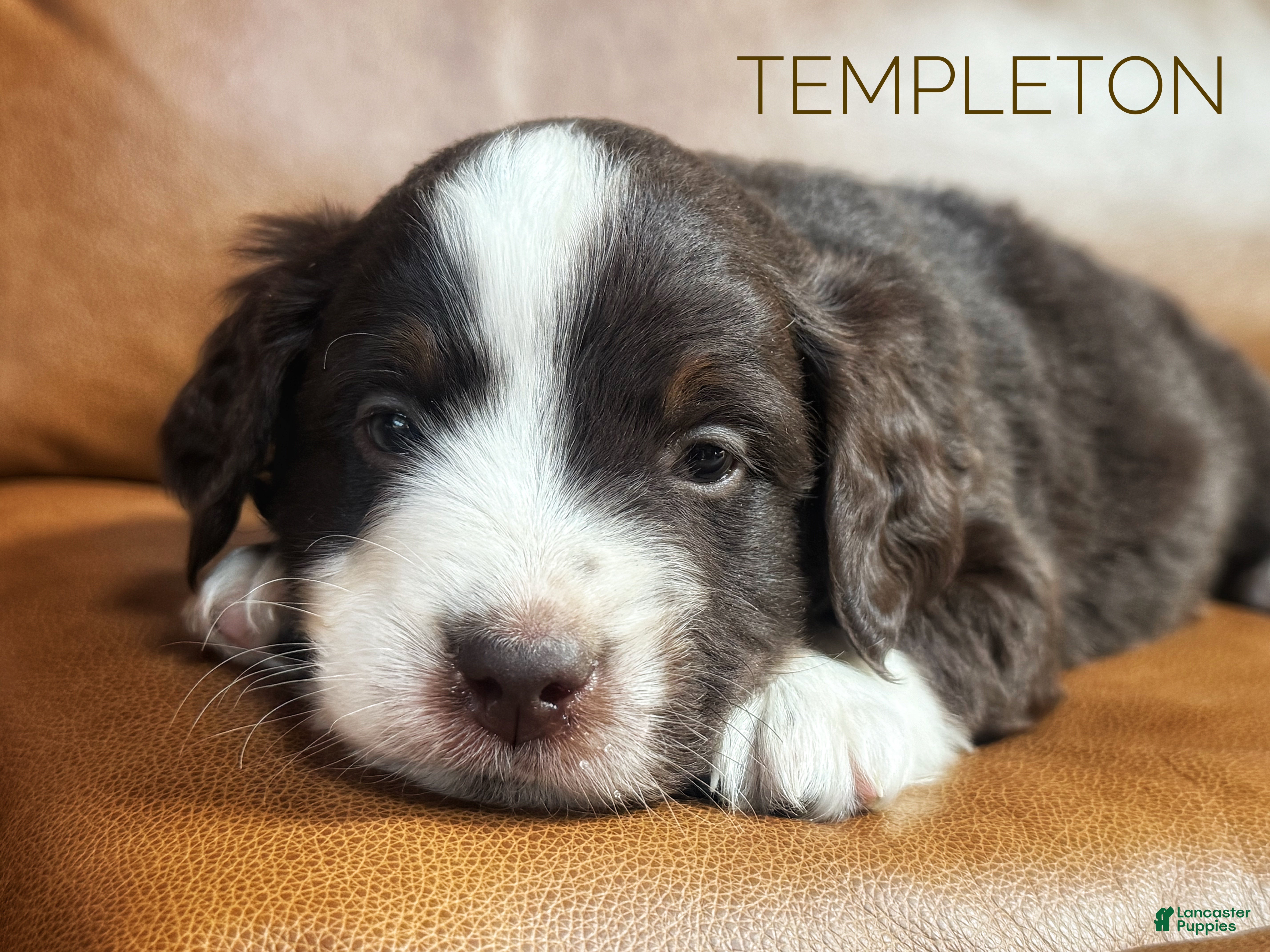 Mixed Breed dogs Aussie Mountain Doodle Templeton - Ad 1