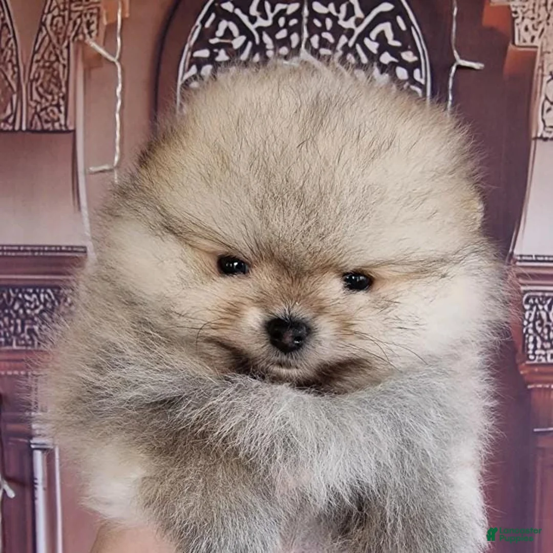 Pomeranian dogs for sale: Freya - Ad 7
