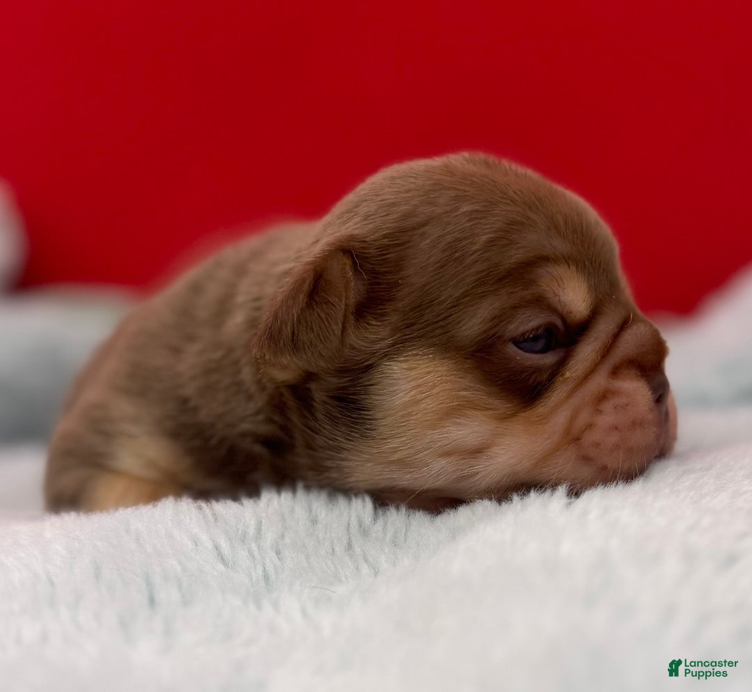 French Bulldog dogs for sale: French Bulldog Puppy 2 - Ad 3