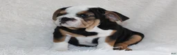 English Bulldog dogs for sale: Mabel - Ad 11