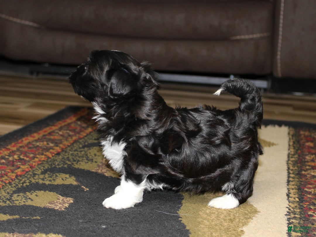Havanese dogs for sale: CoCo - Ad 13