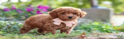 Miniature Poodle dogs for sale: Jane - Ad 2