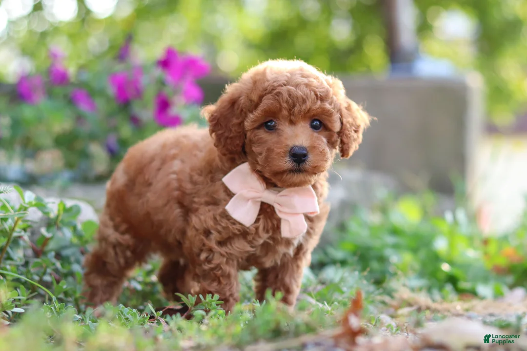 Miniature Poodle dogs for sale: Jane - Ad 2