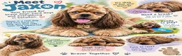 Cocker Spaniel dogs for stud: Standing at STUD - Ad 6