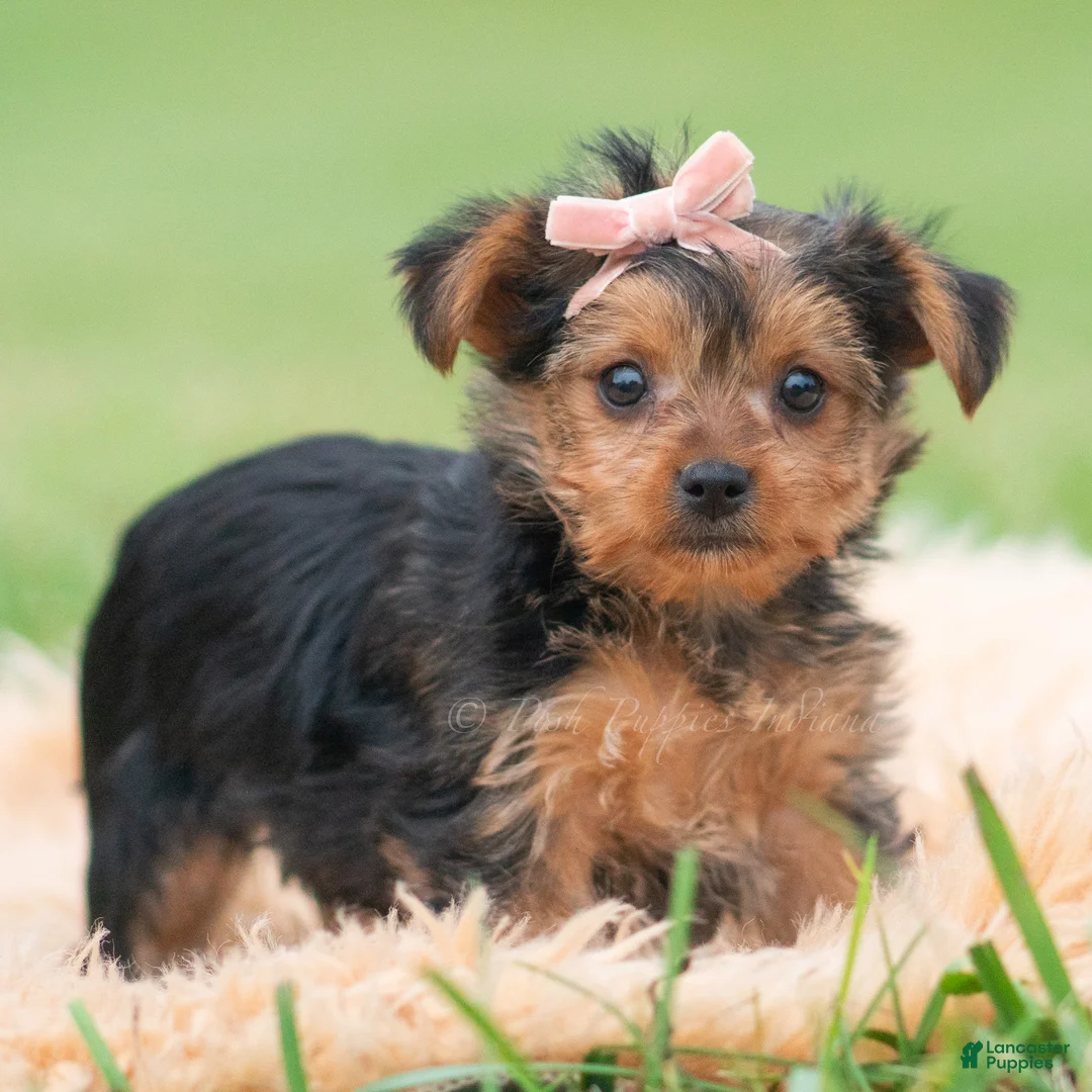 Yorkshire Terrier dogs for sale: Mimi - Ad 2