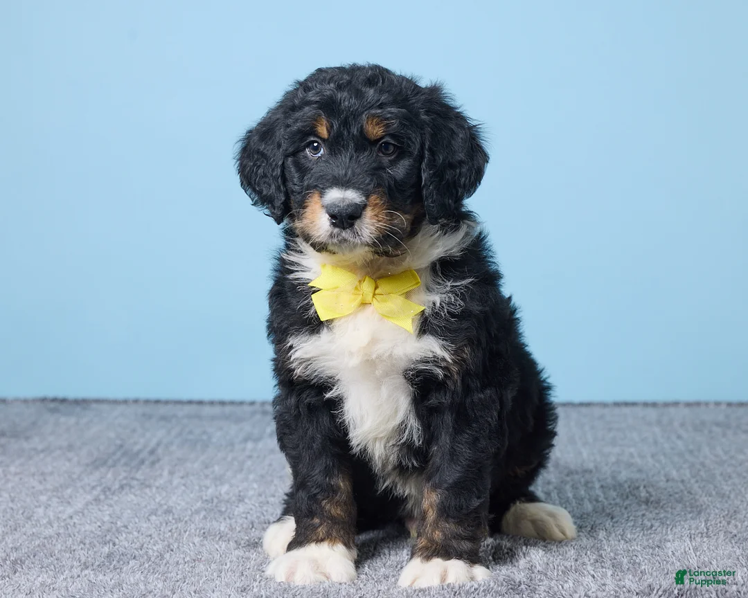 Bernedoodle dogs for sale: Hunter - Ad 5