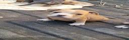 English Bulldog dogs for sale: Blue Fawn and white  - Ad 6