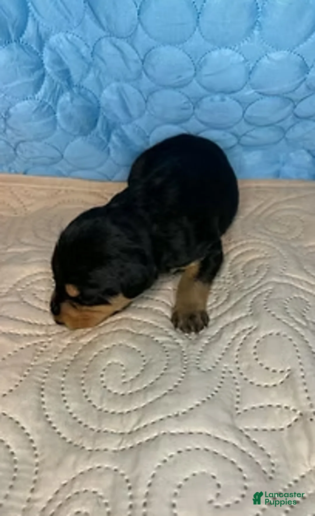 Mixed Breed dogs for sale: Peaches - Ad 5