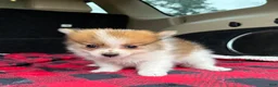 Pomeranian dogs for sale: Mikey - Ad 6