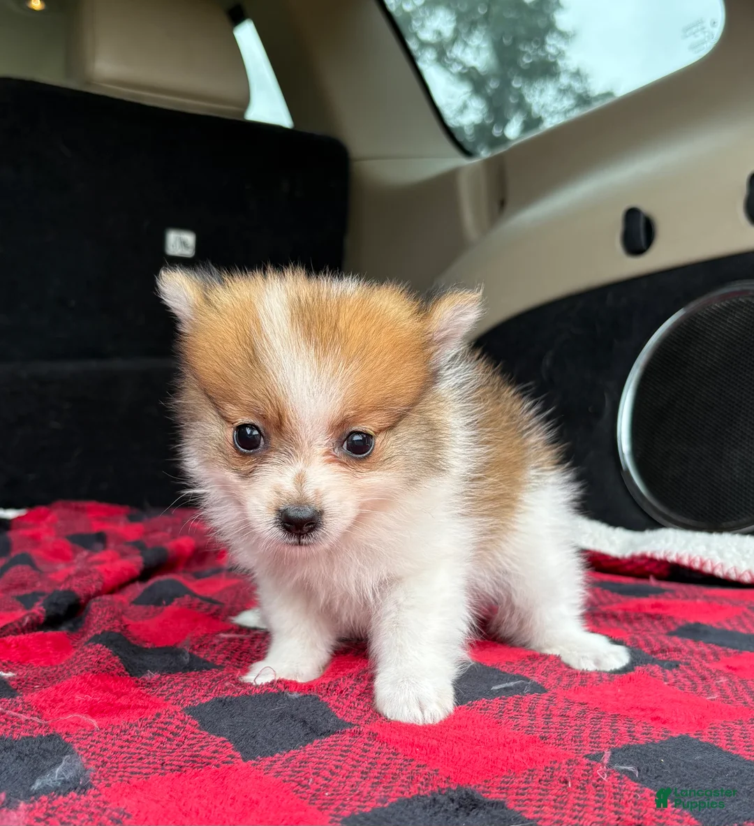 Pomeranian dogs for sale: Mikey - Ad 6