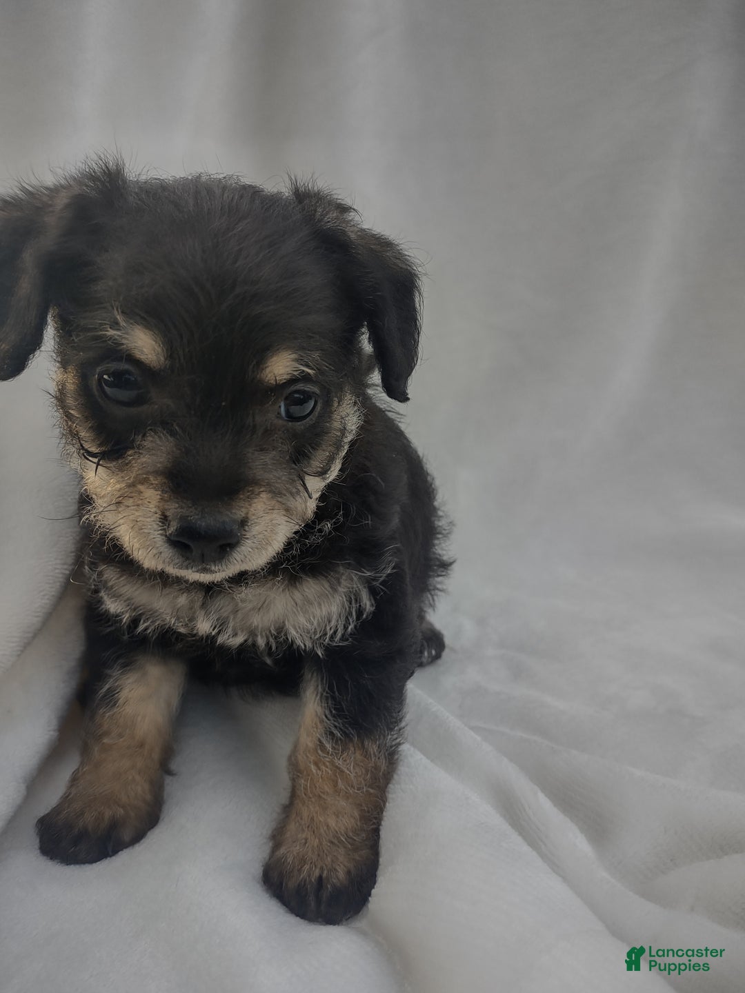 Chipoo dogs for sale: Jordin - Ad 9