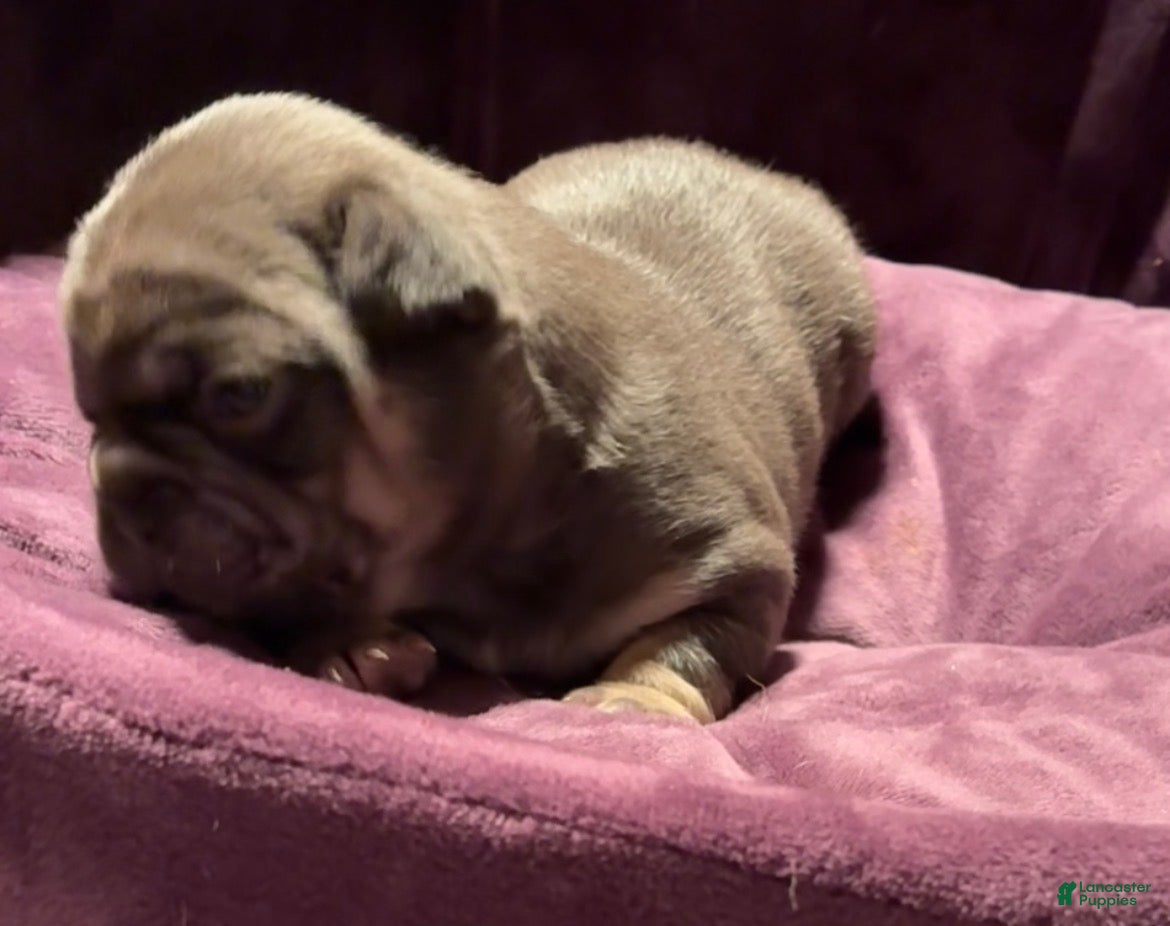 French Bulldog dogs Michelangelo lilac and tan French bulldog - Ad 1