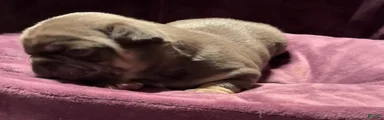 Michelangelo lilac and tan French bulldog