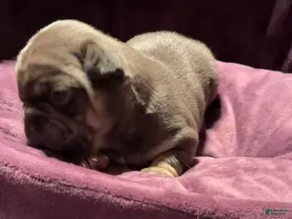 French Bulldog dogs for sale: Michelangelo lilac and tan French bulldog - Ad 4