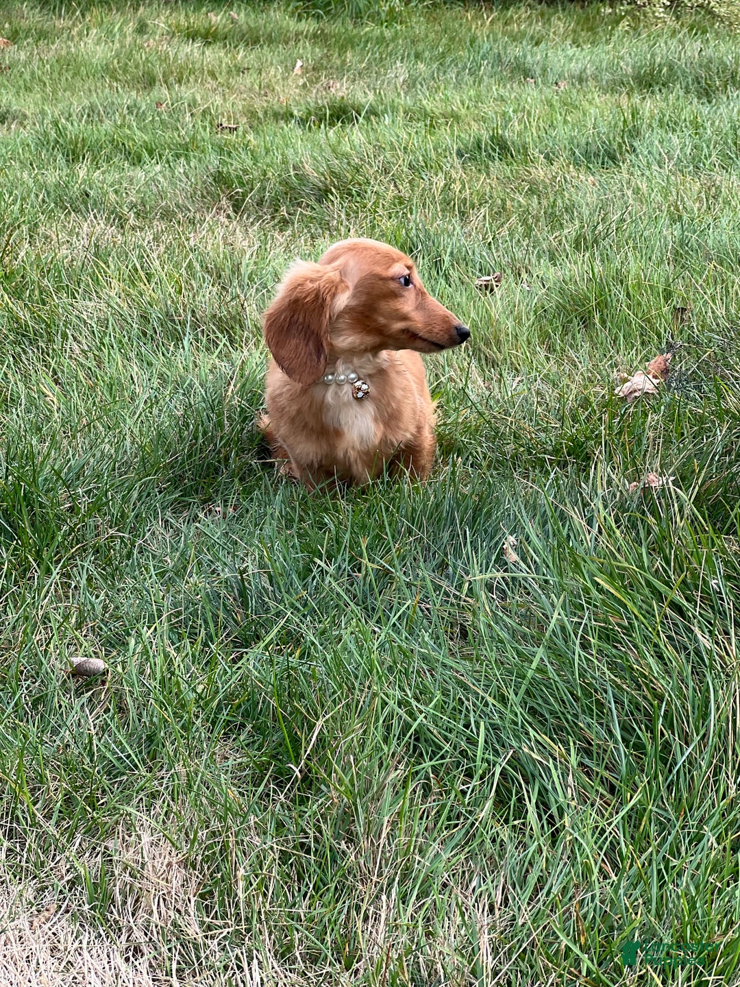 Miniature Dachshund dogs for sale: Female import puppy- uses pads - Ad 4