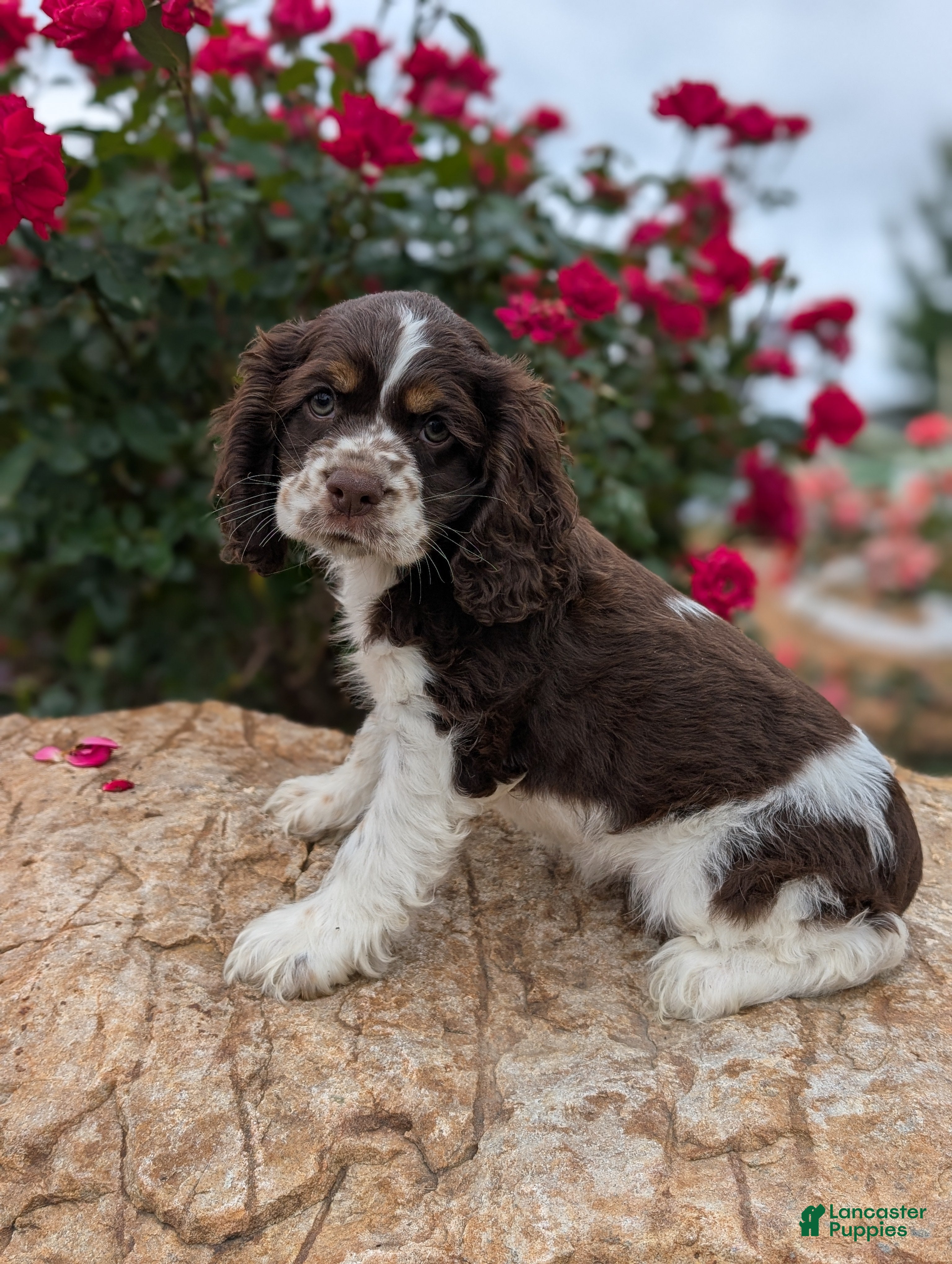 Cocker Spaniel dogs Beth  - Ad 1