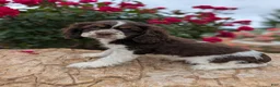 Cocker Spaniel dogs for sale: Beth  - Ad 1
