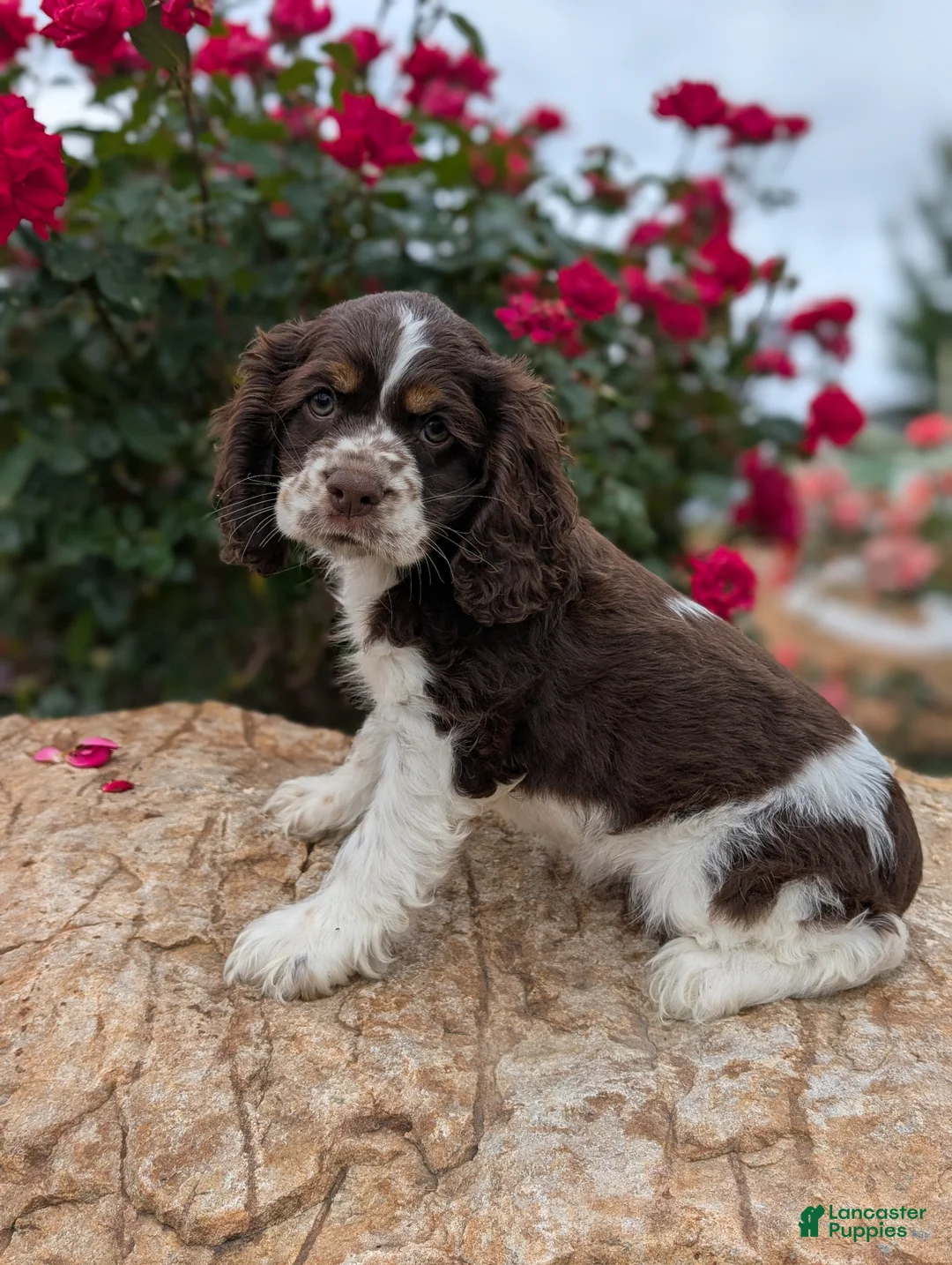 Cocker Spaniel dogs for sale: Beth  - Ad 1