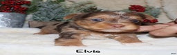 Yorkshire Terrier dogs for sale: Elvis - chocolate merle - Ad 6