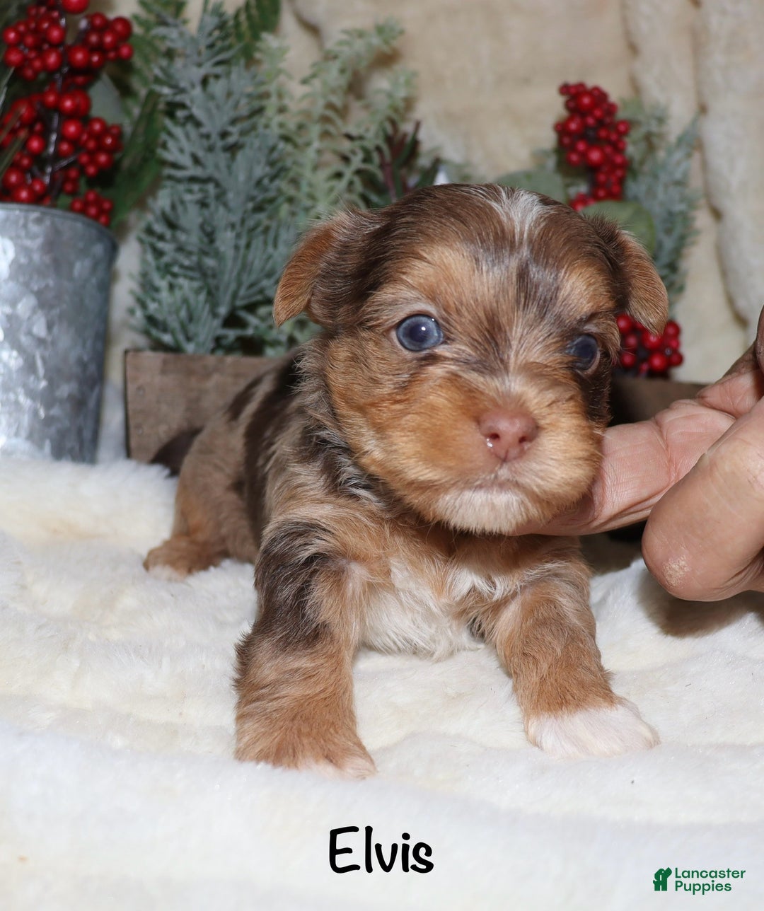 Yorkshire Terrier dogs for sale: Elvis - chocolate merle - Ad 6