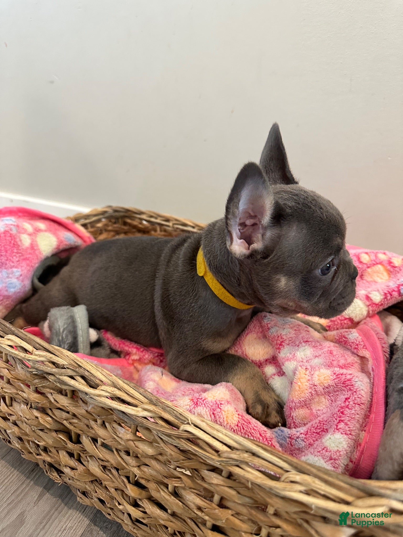 French Bulldog dogs Beauty - Ad 37