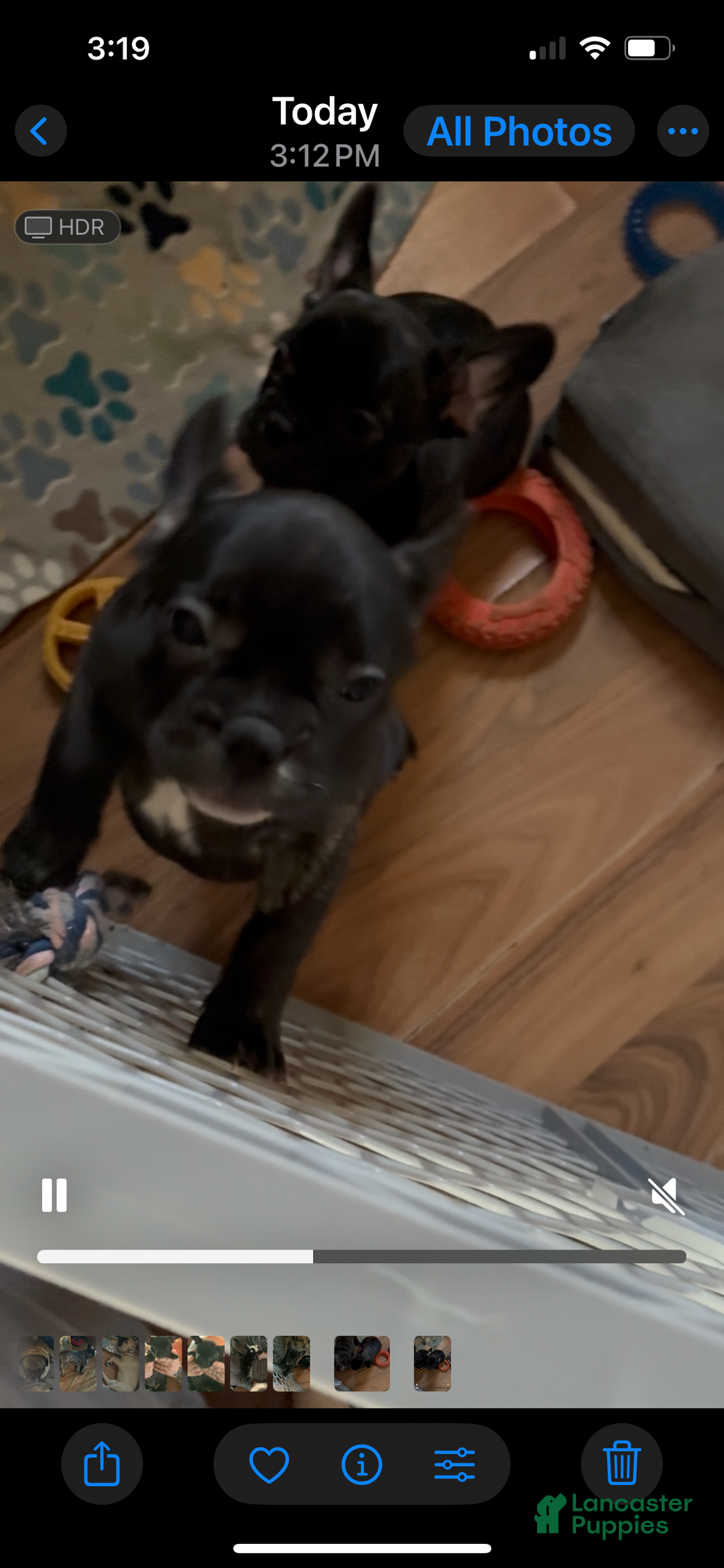 French Bulldog dogs for sale: French Bulldog Puppy 1 - Ad 5