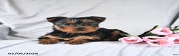 Yorkshire Terrier dogs for sale: Lucky - Ad 3
